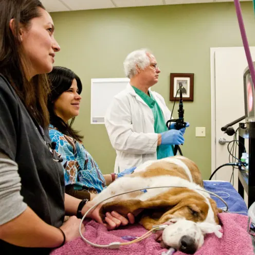 Oregon Veterinary Specialty Hospital staff treating a dog on a table in the exam room